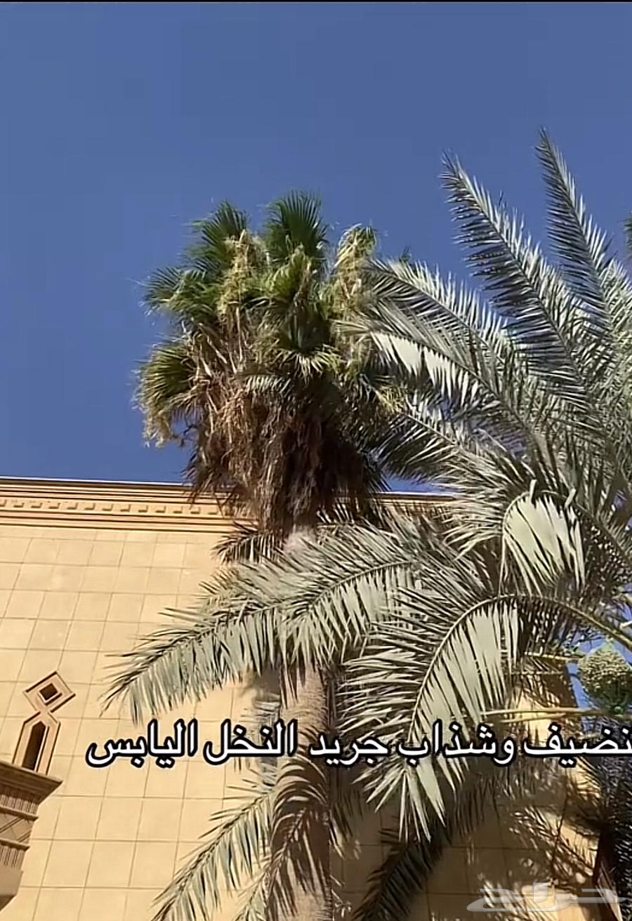 Cleaning and cutting dry palm fronds (jereed), up to 15 meters of palm trees64482240898435114