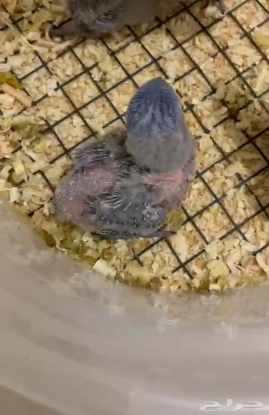 فروخ ببغاء لوري ((( تم البيع ))) خارج الموقع64551933687169110