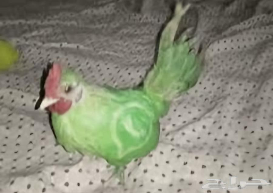 قطط كلاب طيور64553001526147111