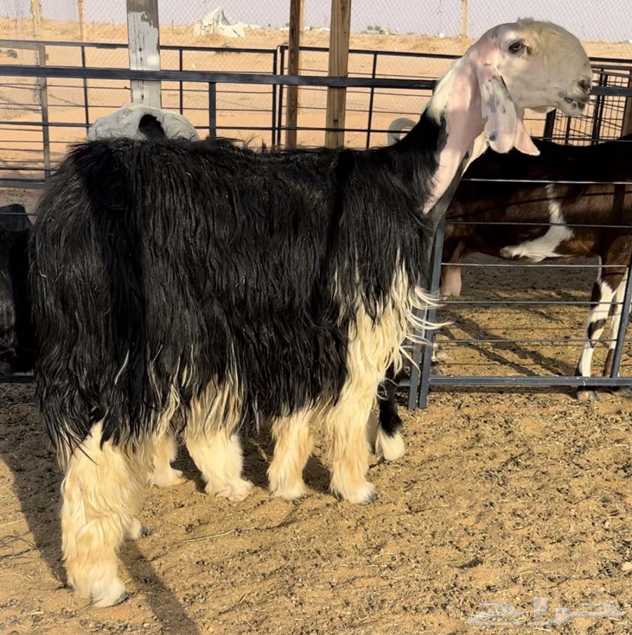 نجديه خصم تحتها طلي64550232112001112