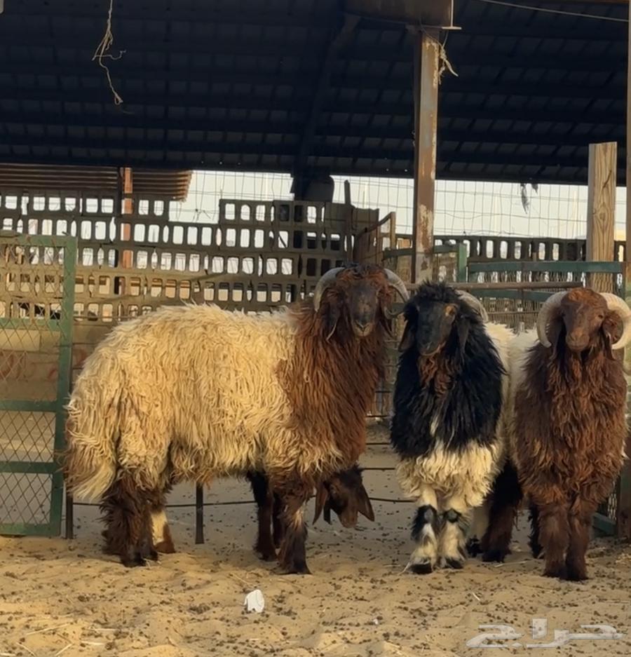 Sacrificial animals for sale, and we are delighted to serve you64546874312321112