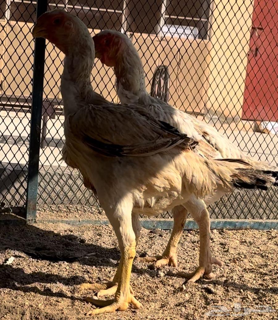 Two Persian chickens64552732461571113