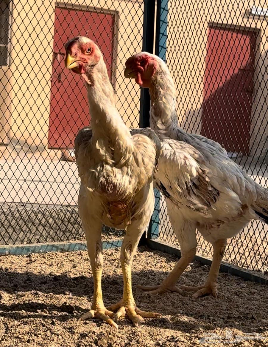 Two Persian chickens64552732461571110