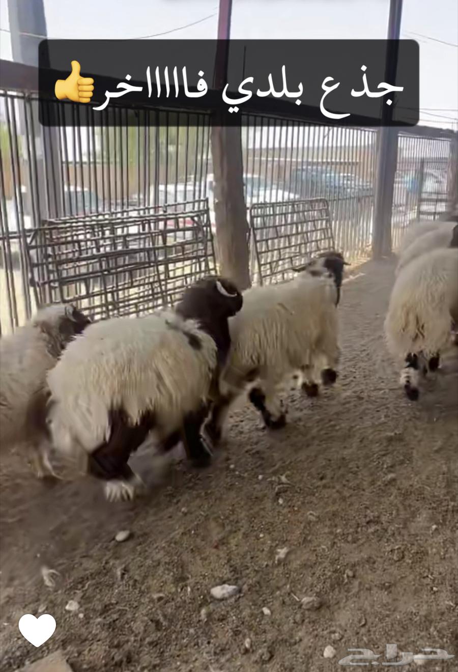 Sacrificial animals for sale, and we are delighted to serve you64546874312321111