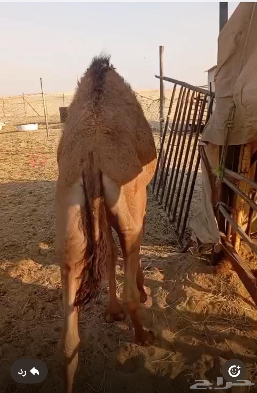 بكرة لبانيه للبيع64546609621507110