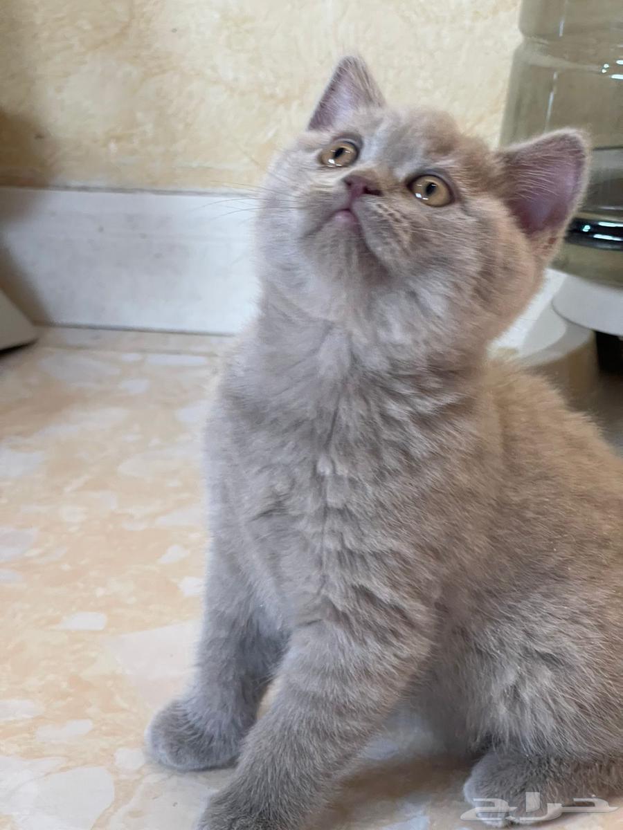 Scott Fold64547013119233112