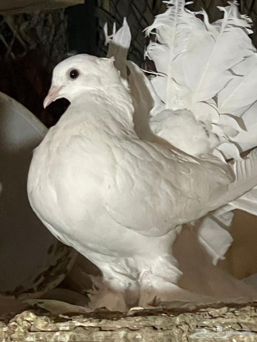 Dancing Pigeon64552788887042111