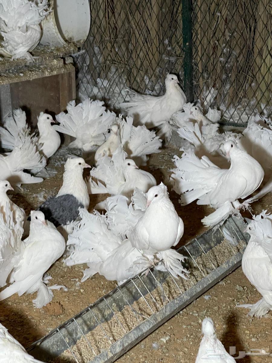 Dancing Pigeon64552788887042112