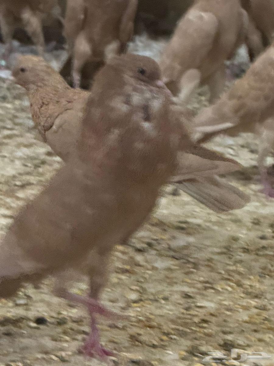 للبيع حمام نفاخ قلم64548688625539110