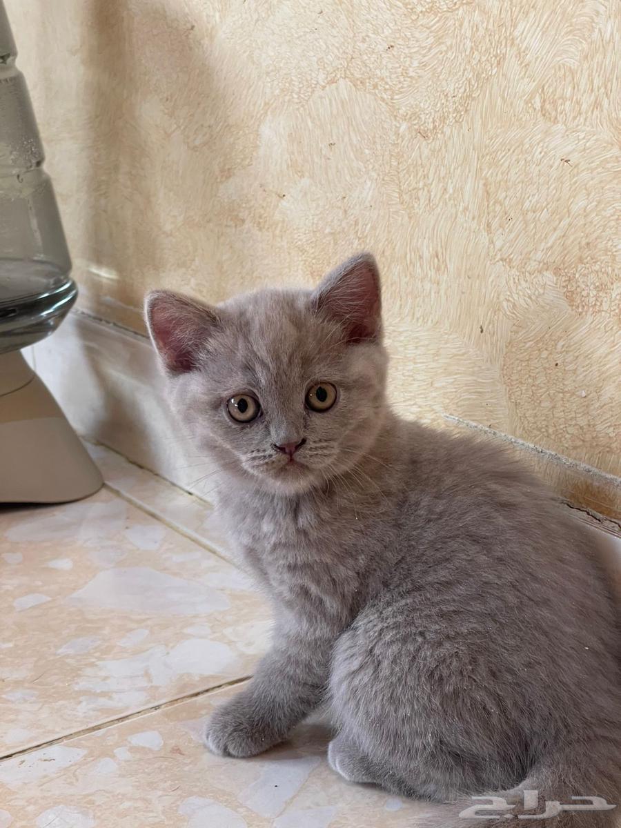 Scott Fold64547013119233114