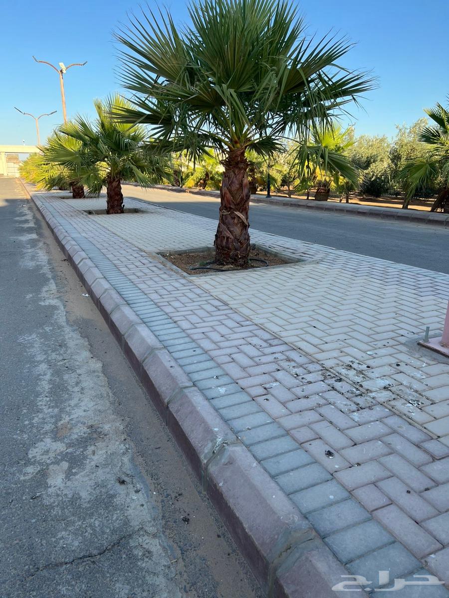 نخل واشنطنيا64544100647938110