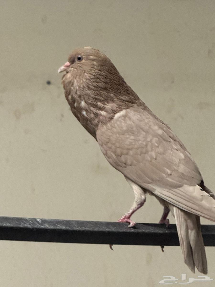 للبيع حمام نفاخ قلم64548688625539111
