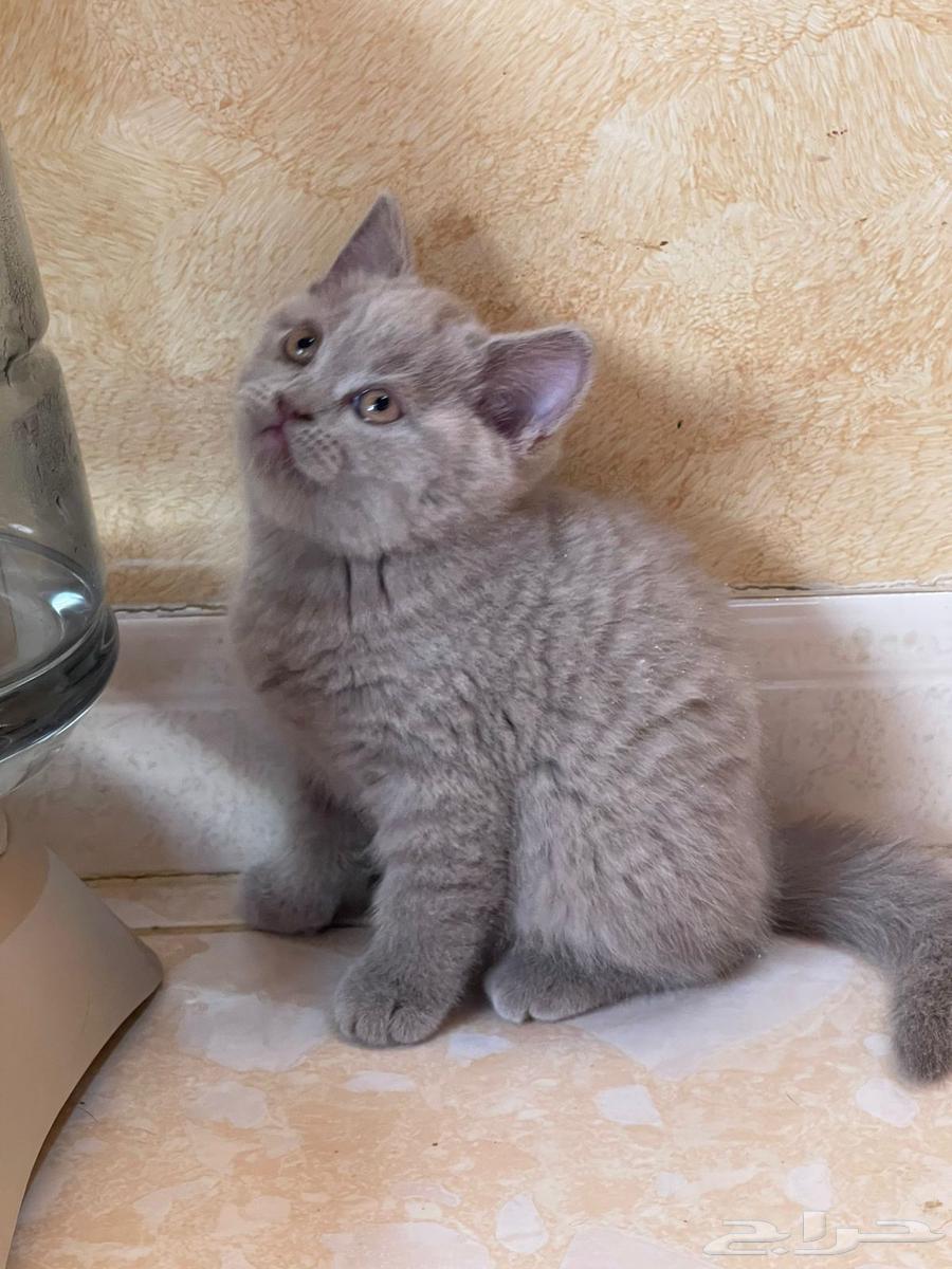 Scott Fold64547013119233111