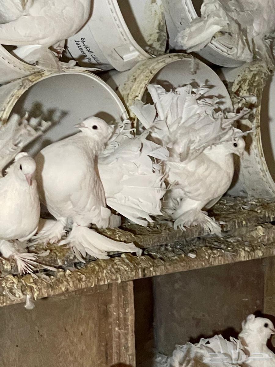 Dancing Pigeon64552788887042110