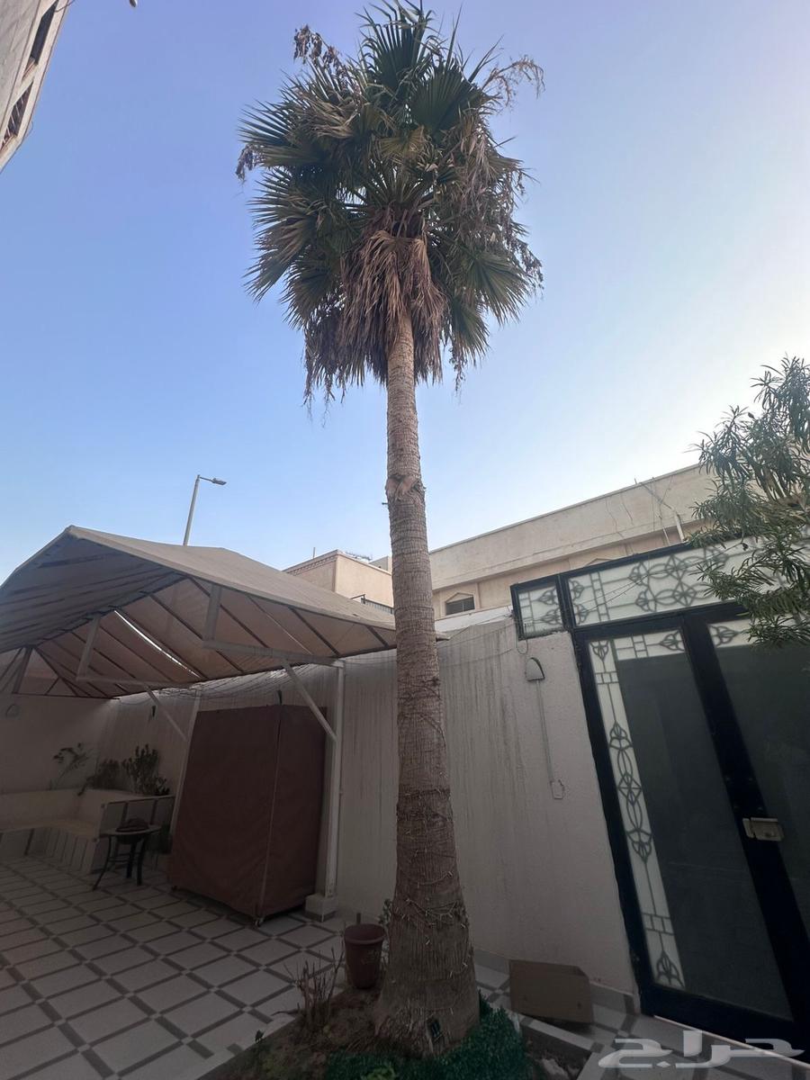 A palm tree and a suitcase 9 meters high64549415476226110