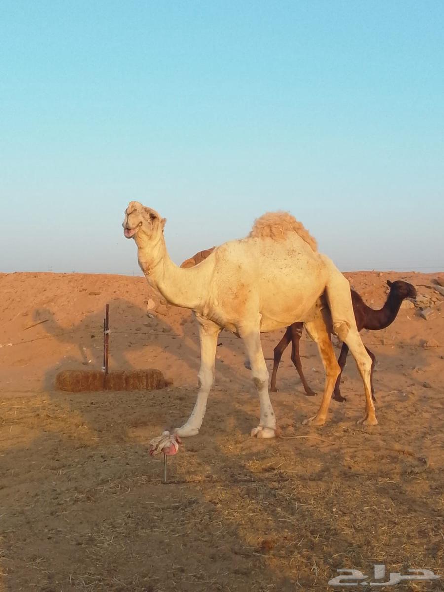 بعير طيب للبيع64553257305731111