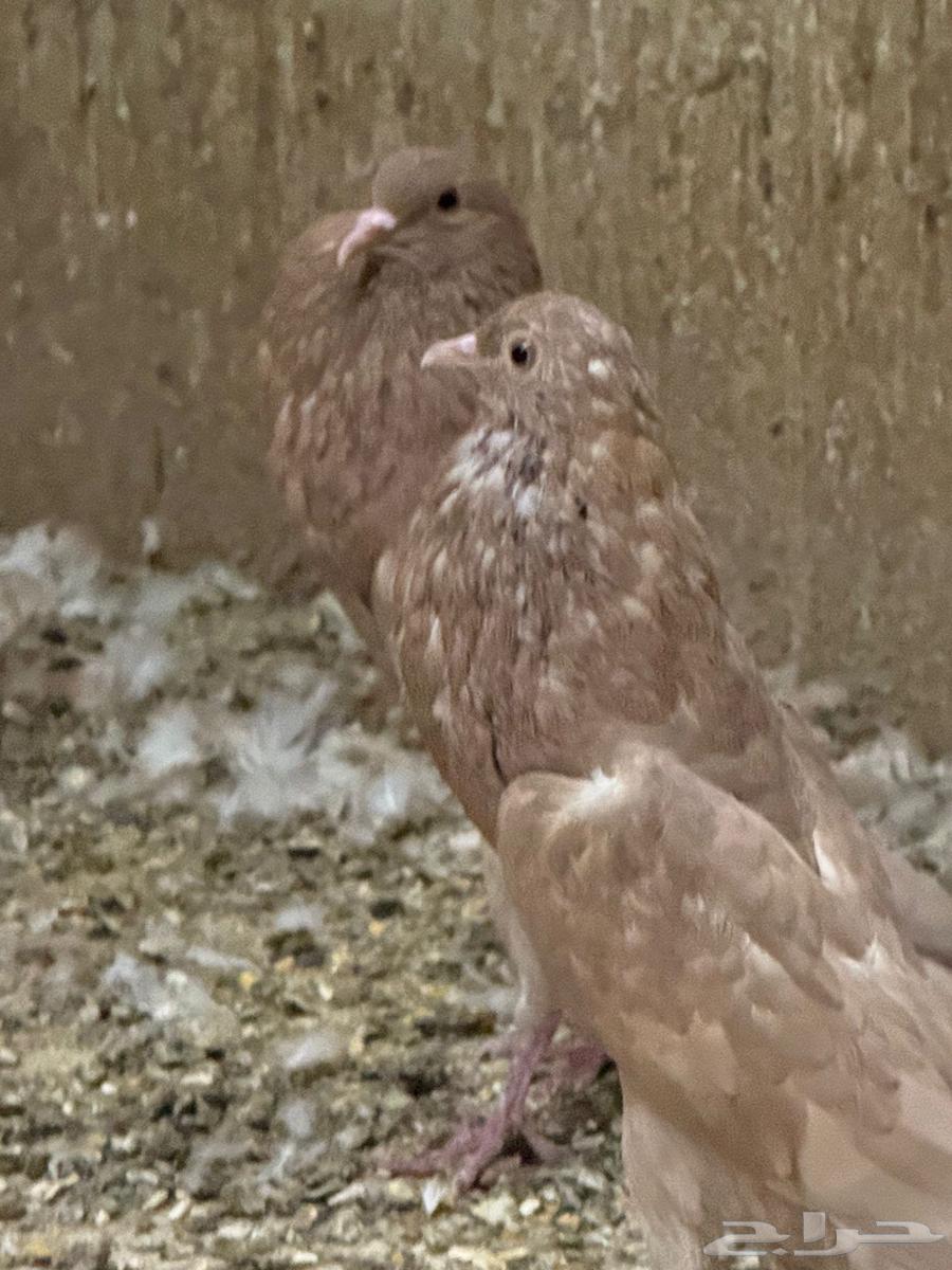 للبيع حمام نفاخ قلم64548688625539114