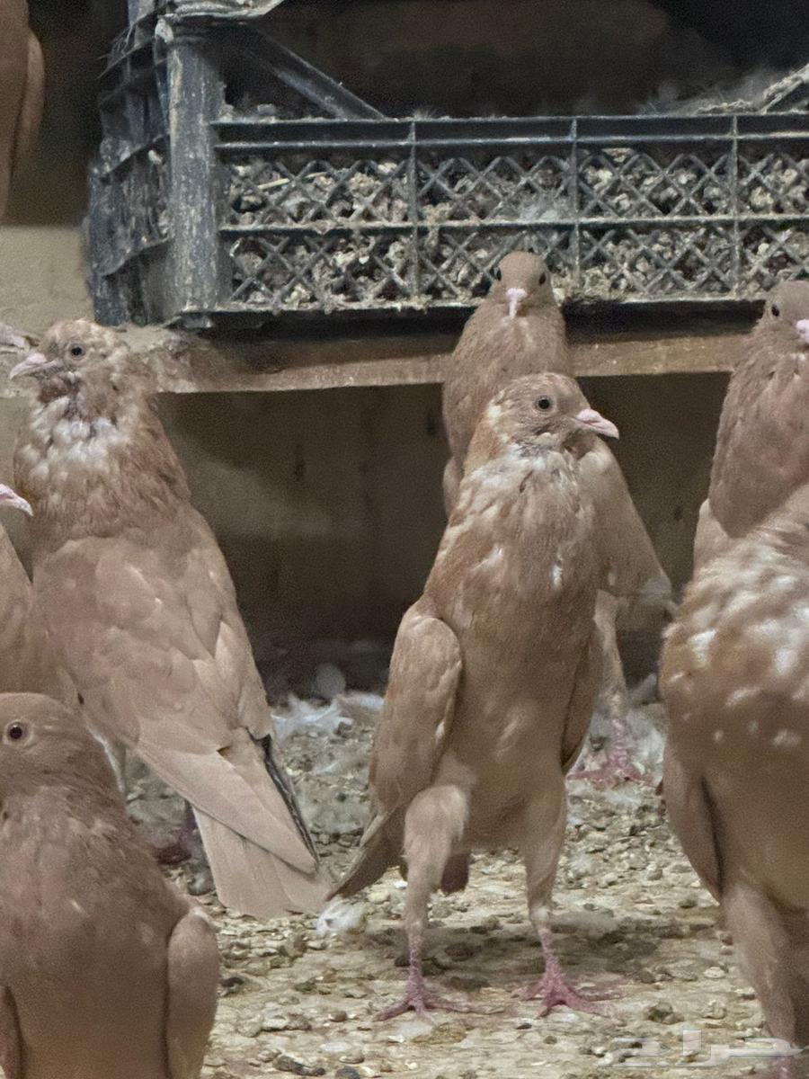 للبيع حمام نفاخ قلم64548688625539113