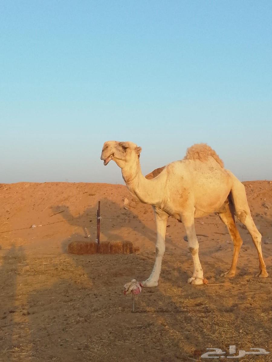 بعير طيب للبيع64553257305731110