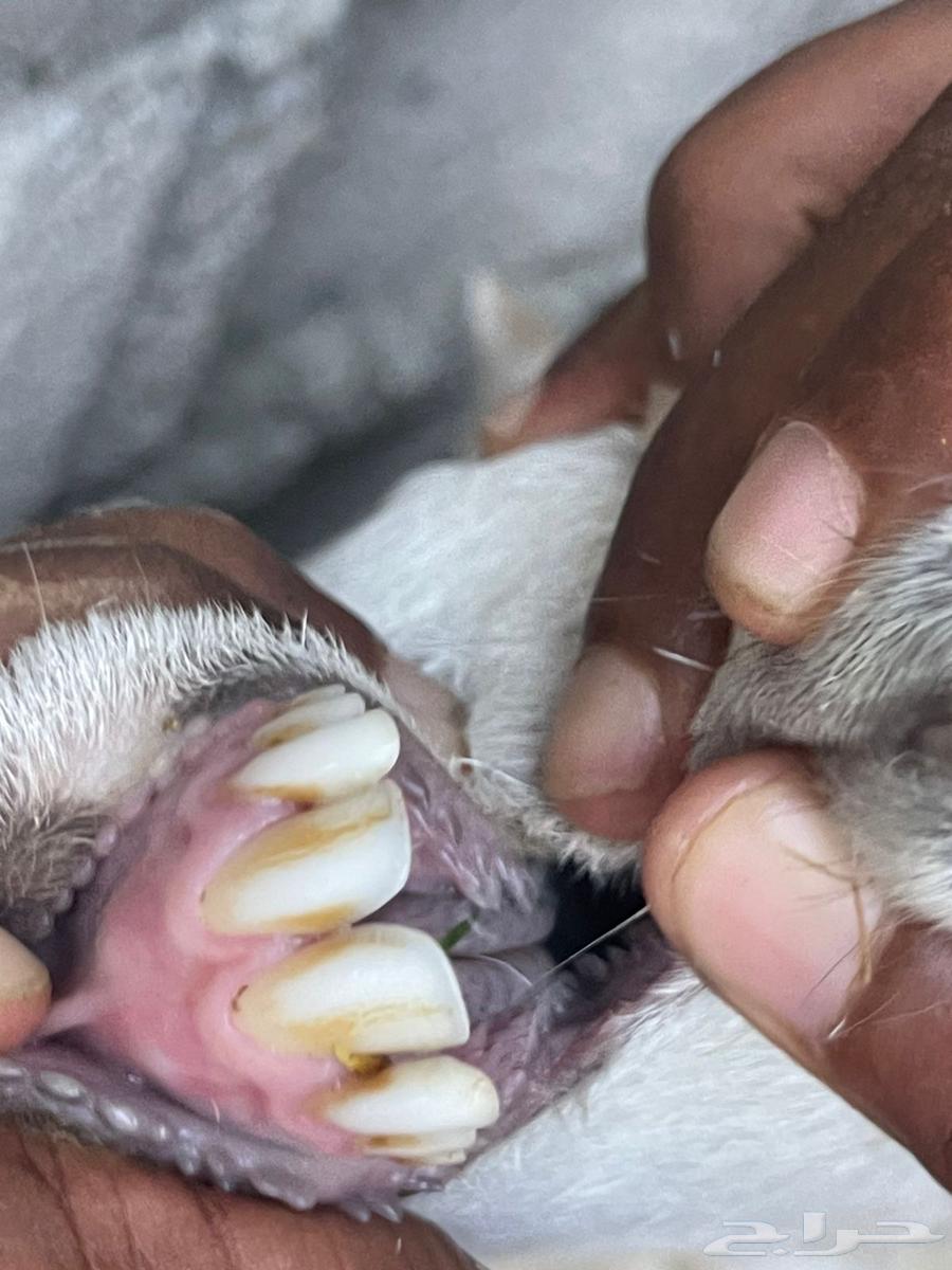 ( تم البيع )نعجتين تحتها رخل64548168570369111