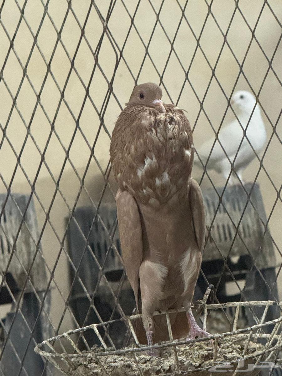 للبيع حمام نفاخ قلم64548688625539112