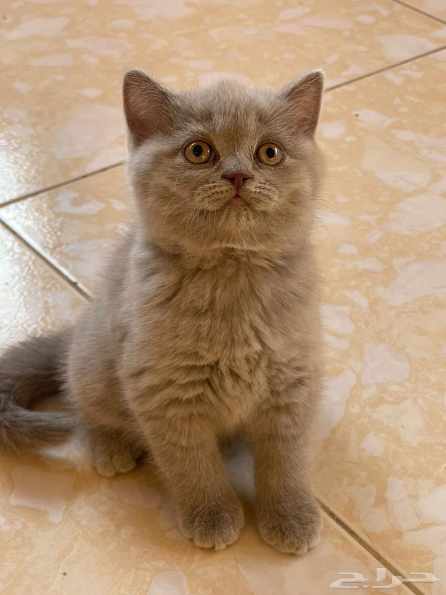 Scott Fold64547013119233113