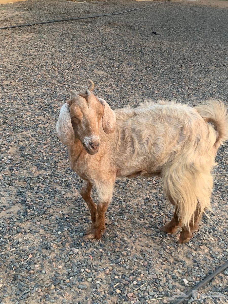 شاه للبيع64549093067139111