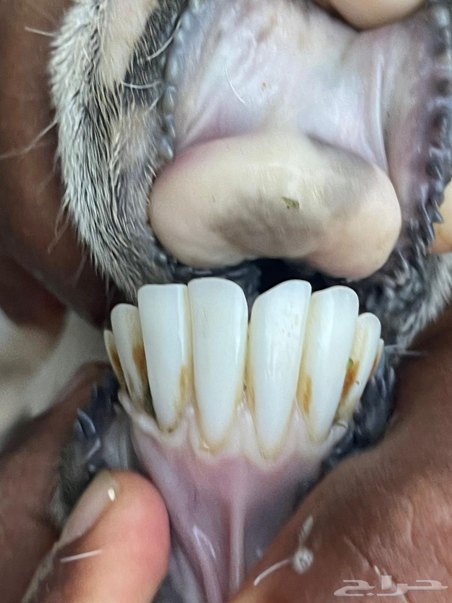 ( تم البيع )نعجتين تحتها رخل64548168570369110