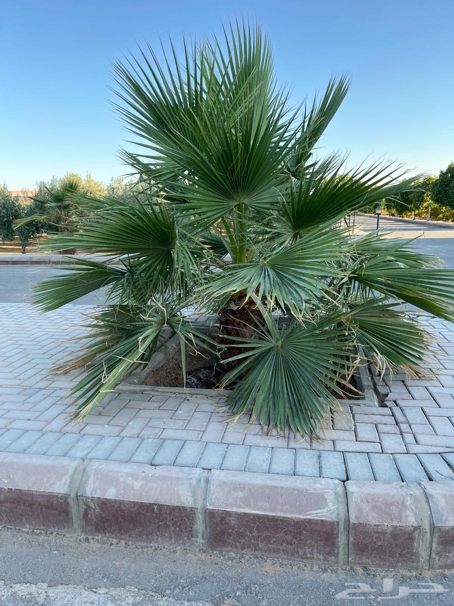 نخل واشنطنيا64544100647938112