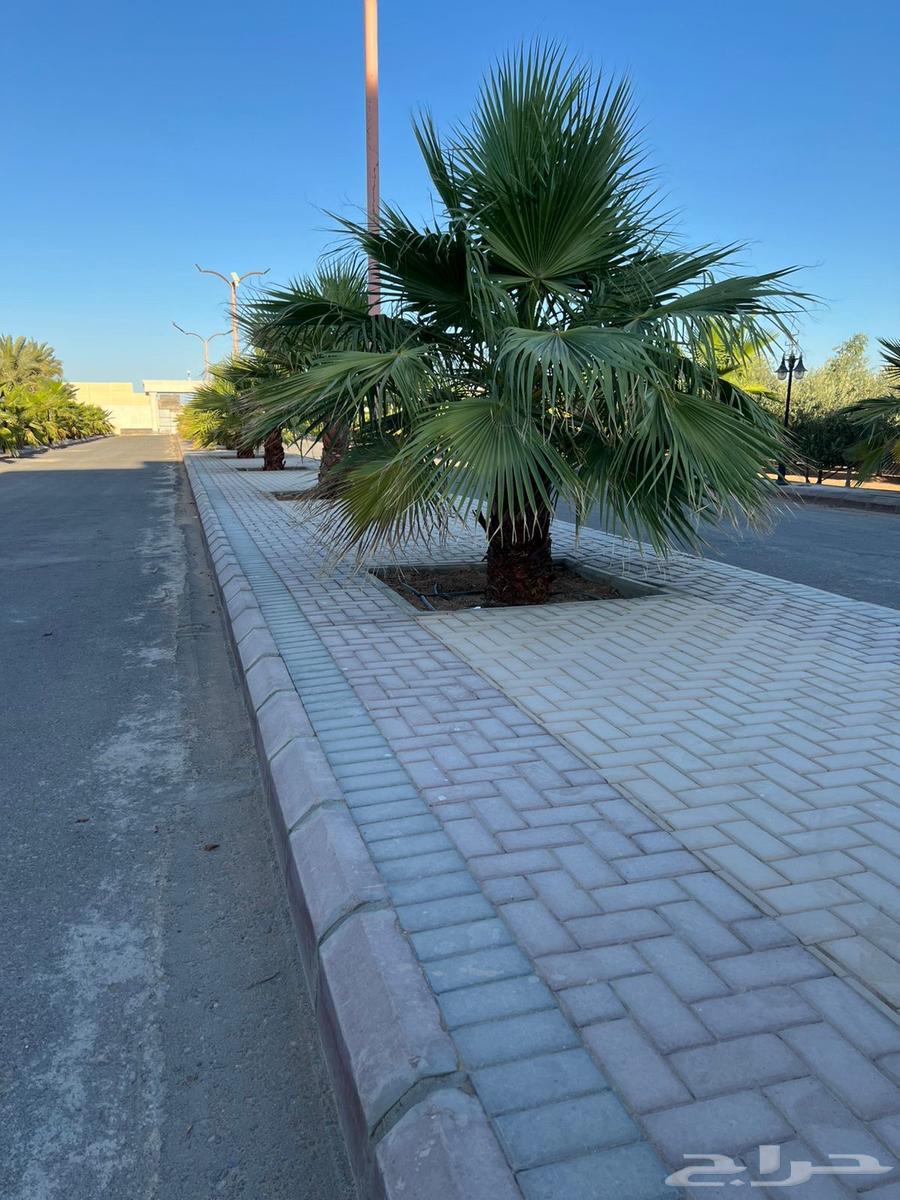 نخل واشنطنيا64544100647938111