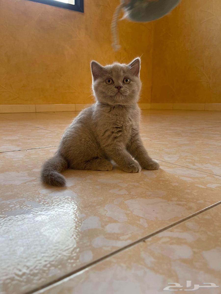 Scott Fold64547013119233110