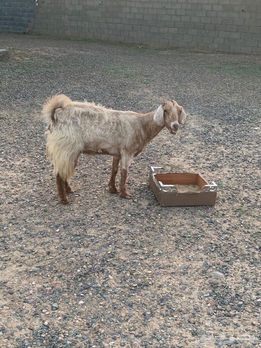 شاه للبيع64549093067139110