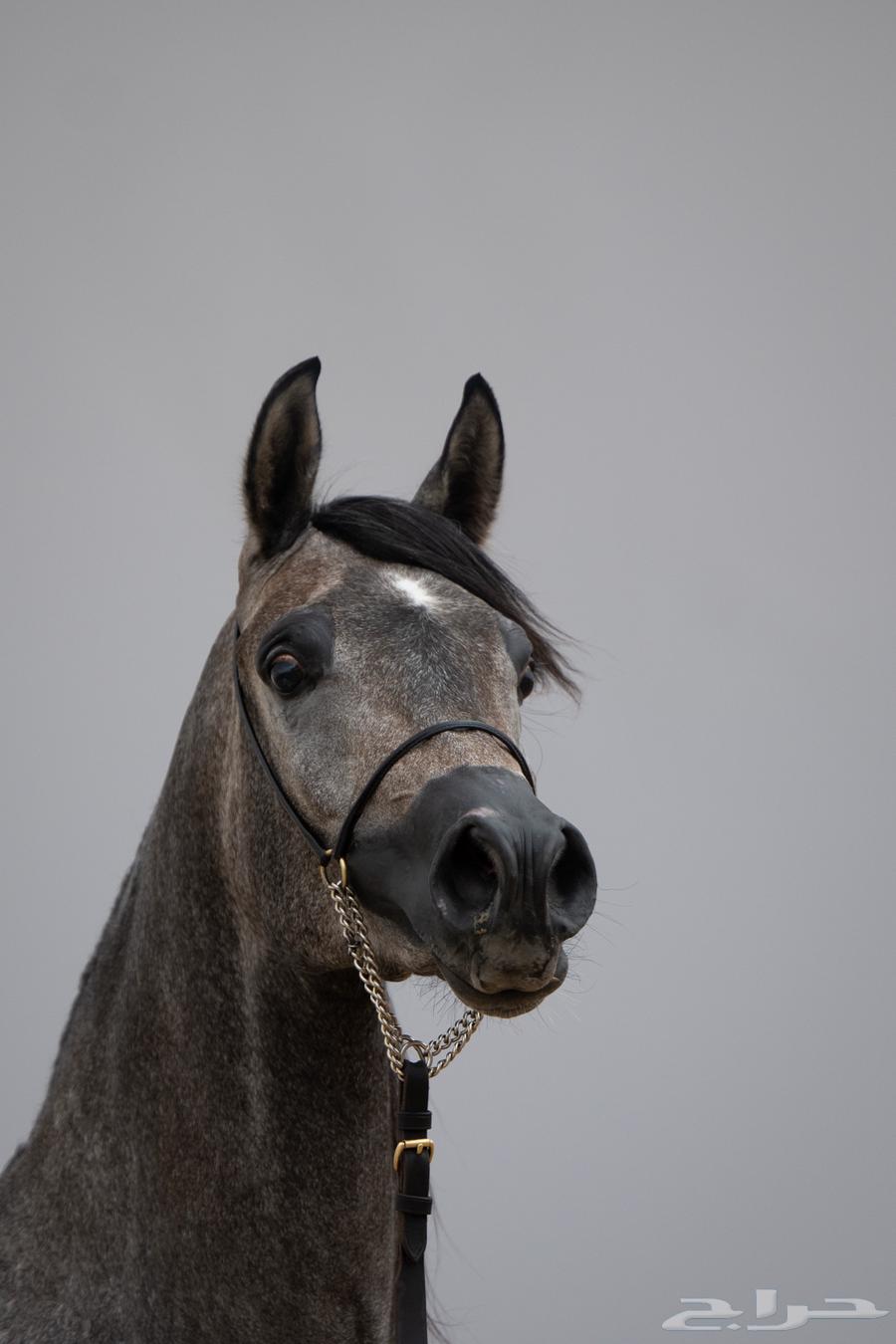 بيع المهرة الجميلة64552062384386111