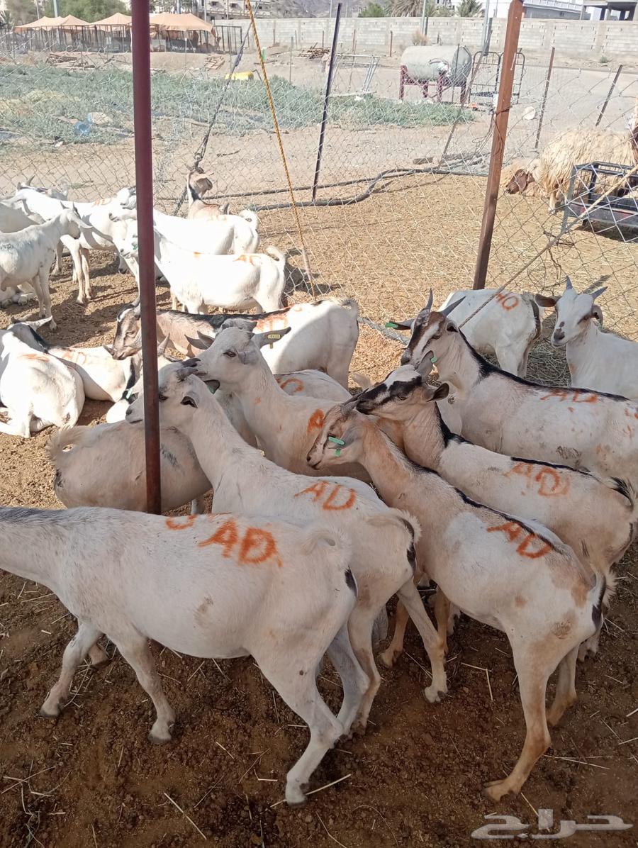 ذبايح تيوس وقعدان صومالي تربيه أوزان طيبه64543803616130110