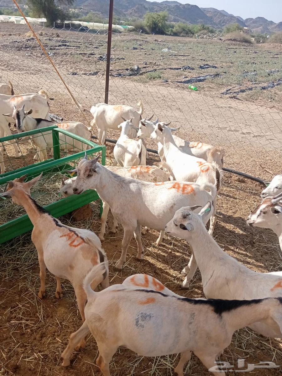 ذبايح تيوس وقعدان صومالي تربيه أوزان طيبه64543803616130111