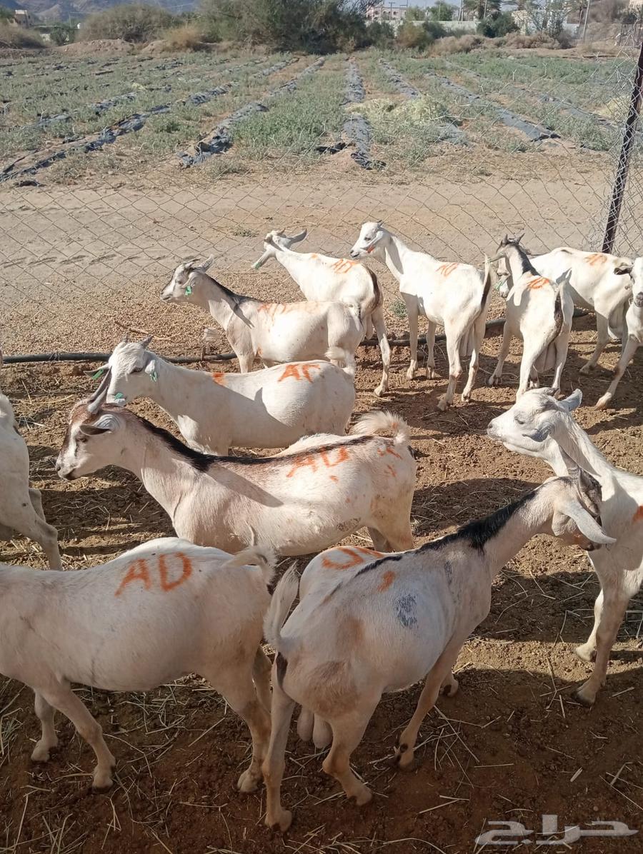 ذبايح تيوس وقعدان صومالي تربيه أوزان طيبه64543803616130112