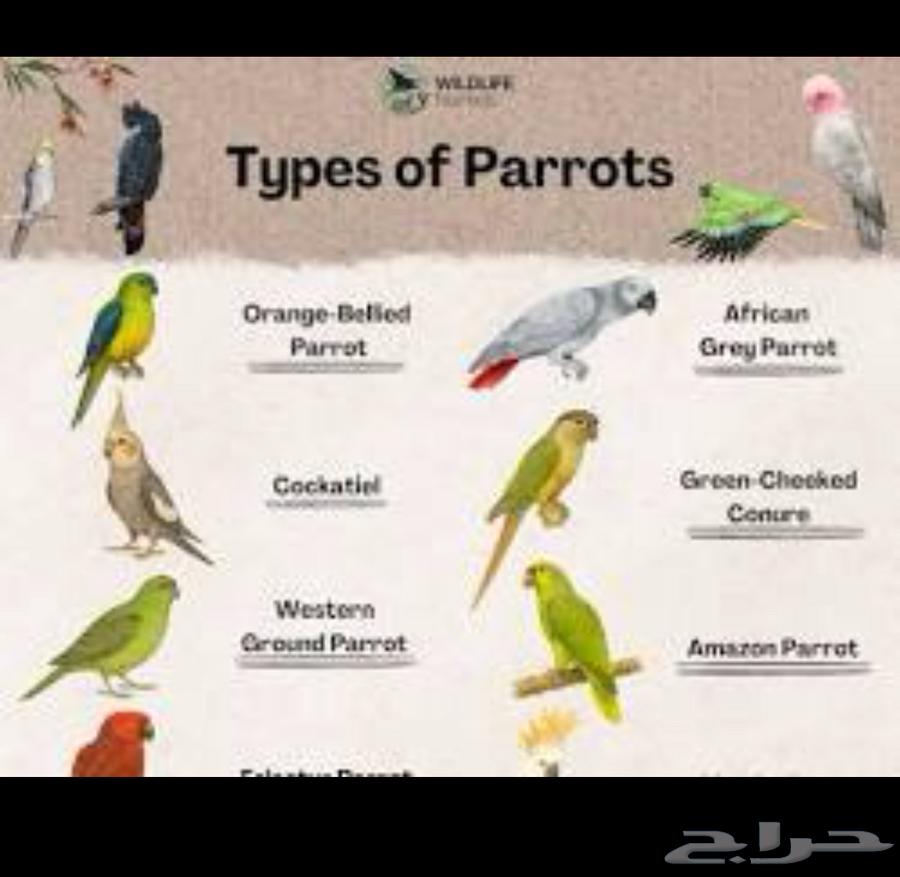 تبني ببغاوات دائم ولفترات محدودة64544777586434110