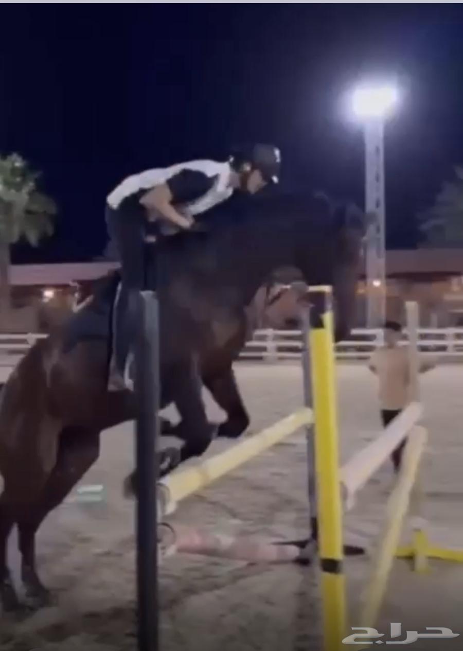 Show jumping horse64552760804866110