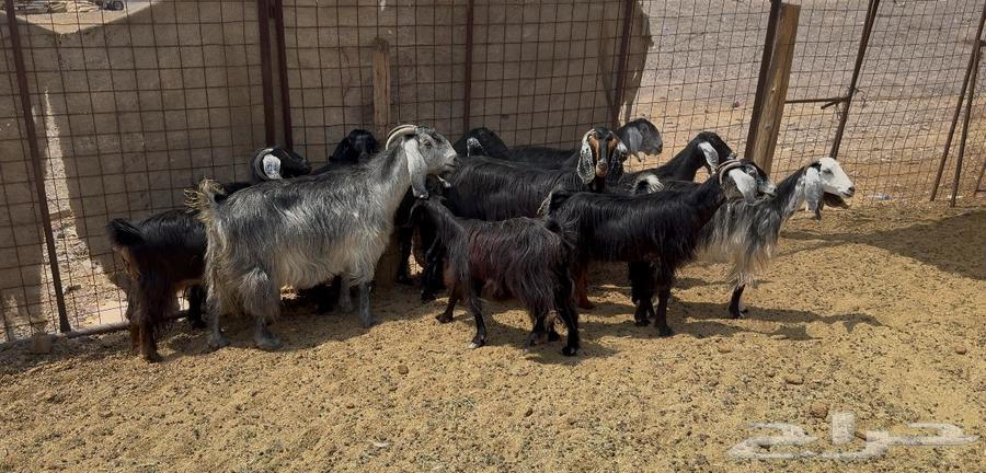 Goat rams for sale64547235673346112