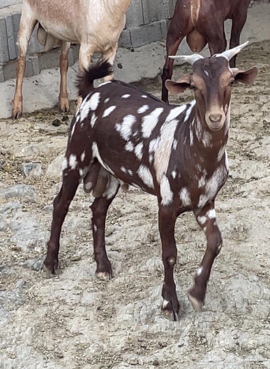 Tis Abher Al-Jaishy (Sold).64552604903297114