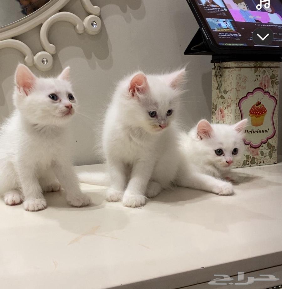 3 قطط شيرازي ابيض للبيع64549514226818112