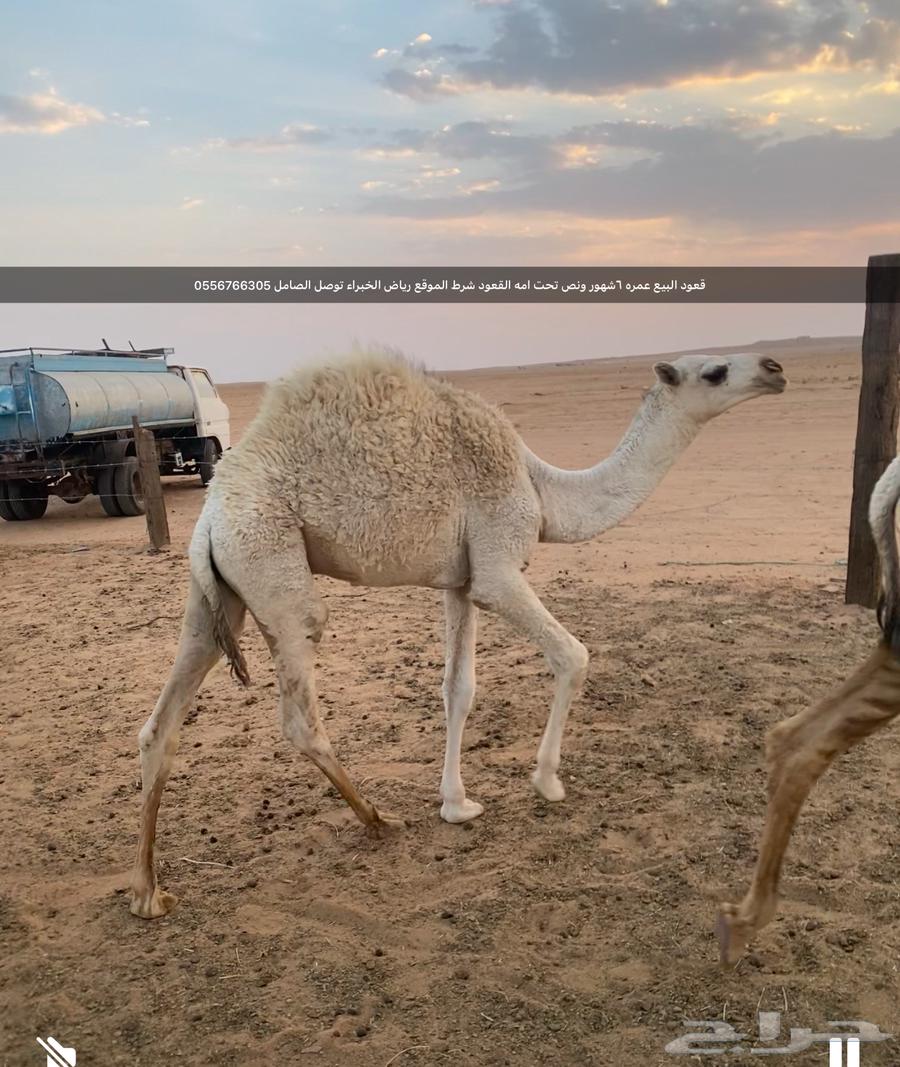 للبيع قعود لاباني64551676182146110