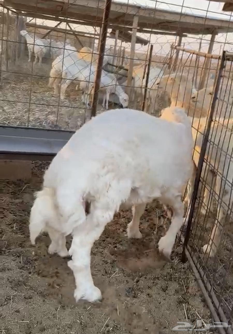 طلي حري طيب64552788846209111