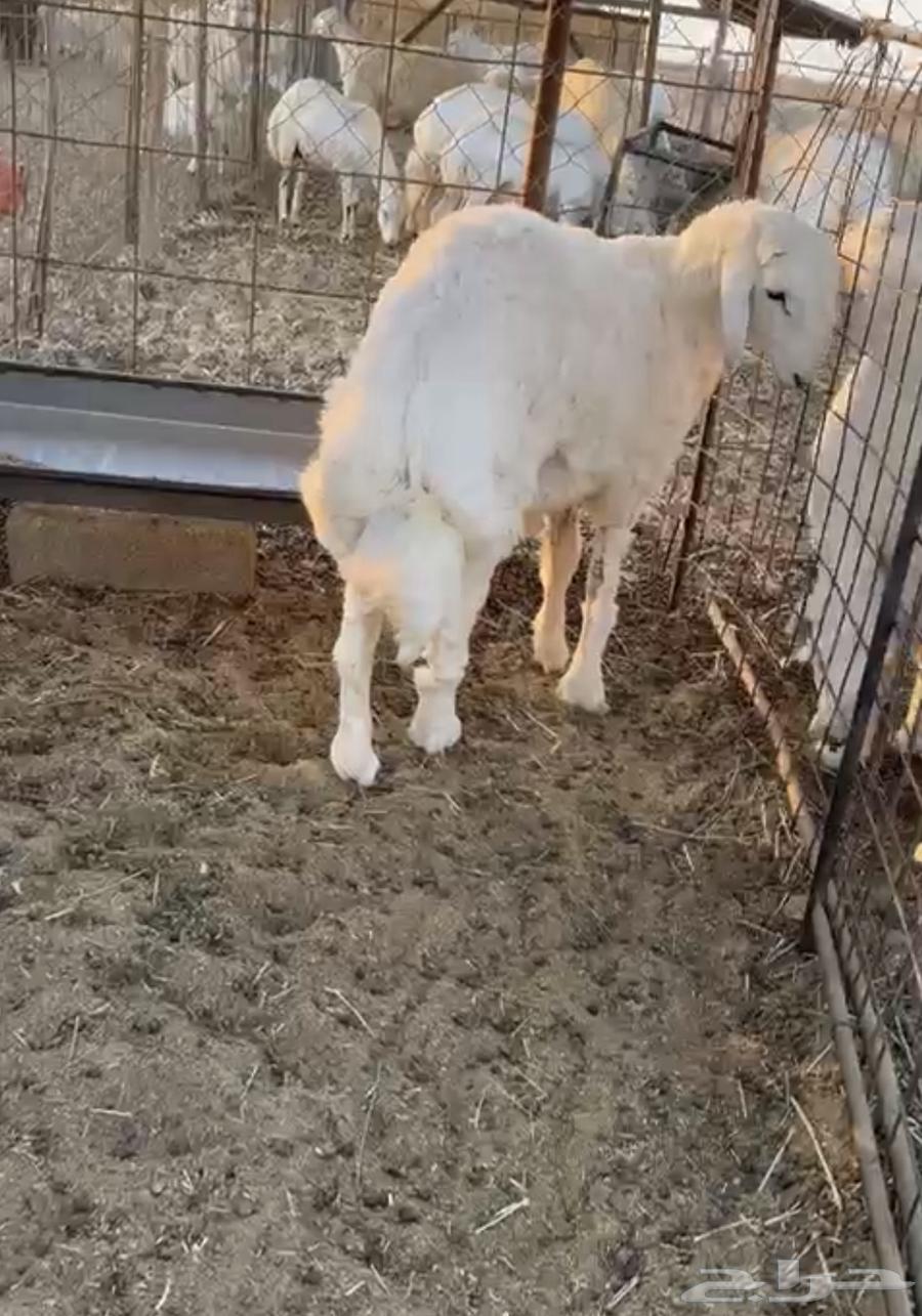 طلي حري طيب64552788846209112