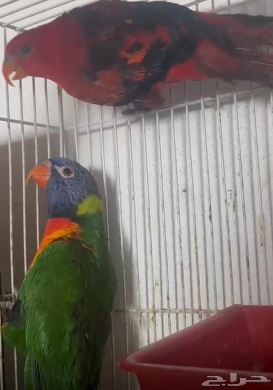 زوج أنثى لوري احمر والذكر زيتوني64548814254209111