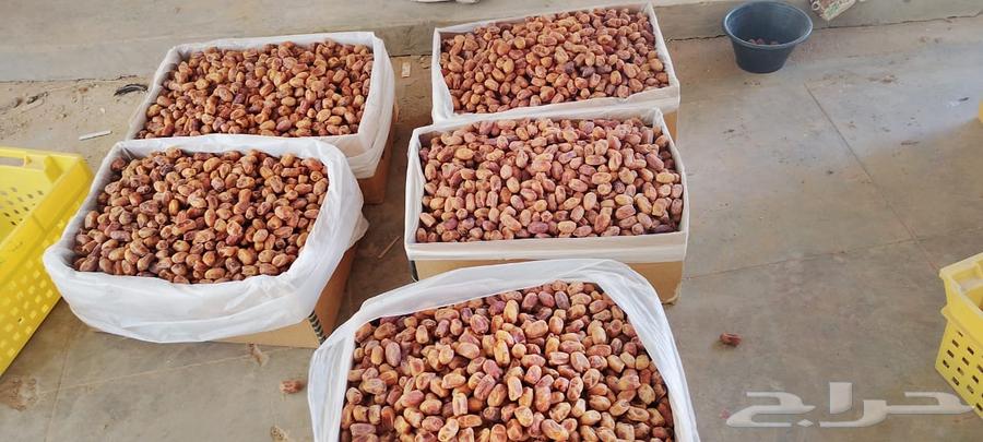 300 cartons of Khalas dates and bananas64544919411457112