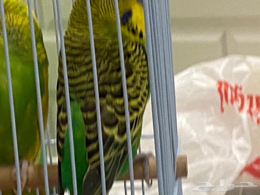 جوز طيور بادجي اليف64551690887809111