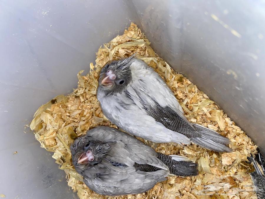 طفرة الاميرالد من نوادر الكوكتيل تم البيع64549769203073112