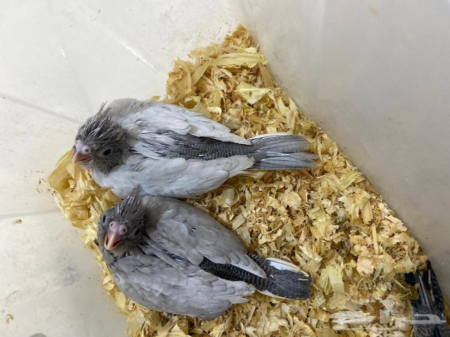 طفرة الاميرالد من نوادر الكوكتيل تم البيع64549769203073113