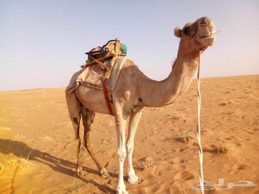 ركبي طابع للبيع الموقع شمال تيماء العسافيه64549882505601110